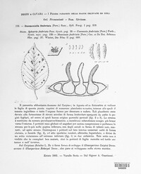 Gnomonia fimbriata image